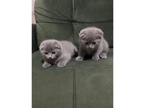 Scottish fold yavrularımız