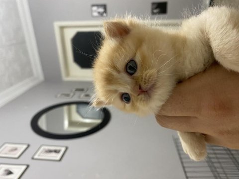 Scottish fold blue point yavrularım