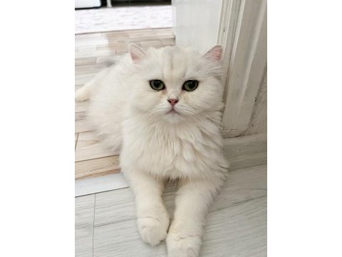 1 ve 2 yaşında safkan british longhair dişi kedilerim