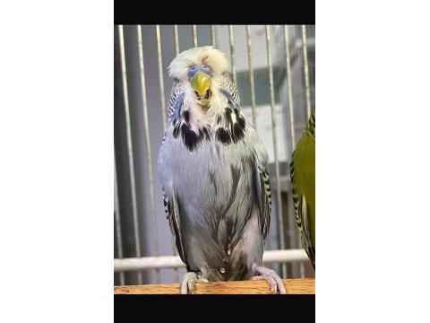 Ele alıştırmalık jumbo muhabbet yavruları