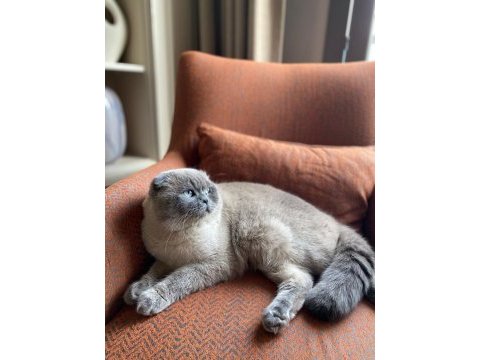 11 aylık yakışıklı scottish fold yeni yuvasını arıyor