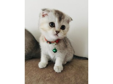 Scottish fold kedimizi sahiplendiriyoruz