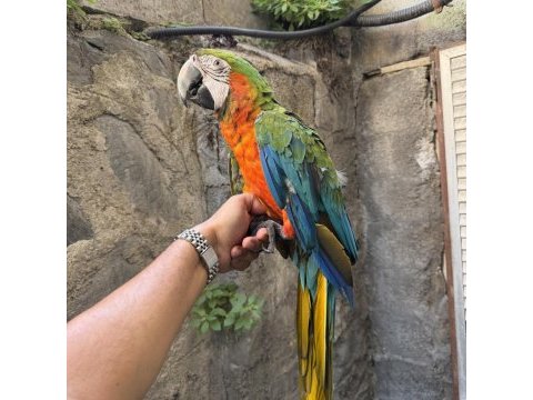 Konuşan hibrit rubygold macaw