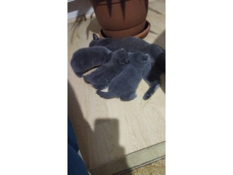 Temas delisi british shorthair miniklerim