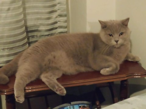British shorthair ücretsiz erkek marty