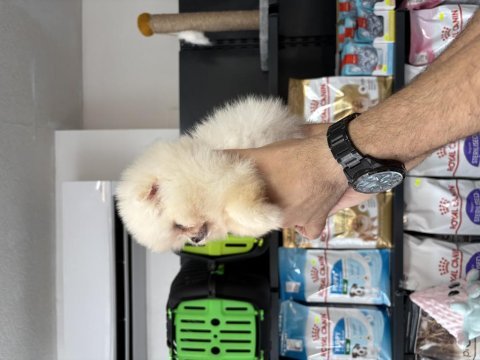 Pomeranian boo prensesimiz