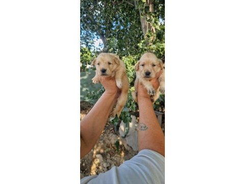 Baby face orjinal golden yavrular
