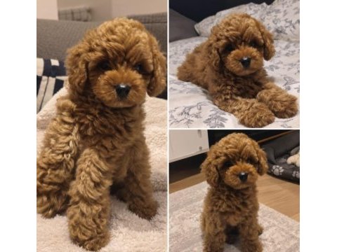 2 aylık erkek teacup poodle kızıl tüy