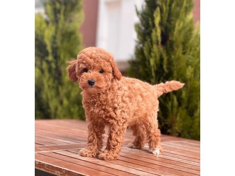 Toy poodle yavrular