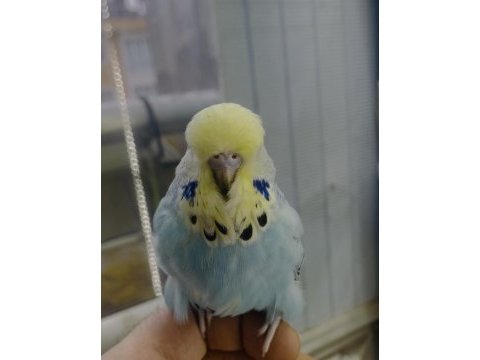 Show jumbo muhabbet kuşu