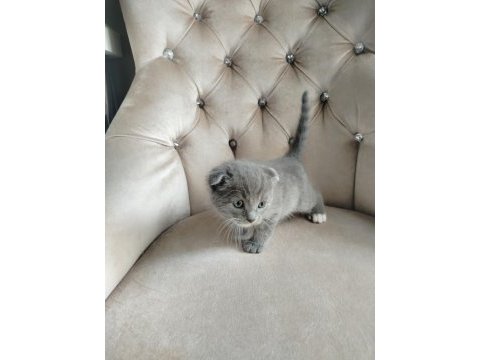 Mama karşılığında sahiplendirilecek scottish fold