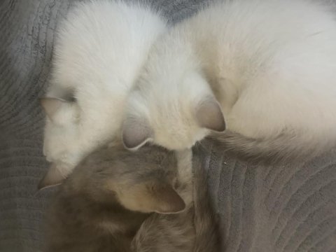 Minnak kedilerim