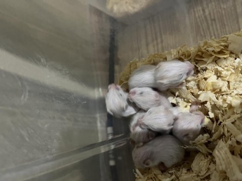 Uzun tüylü-kısa tüylü yavru suriye hamsterları 7 tane