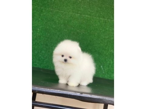 Pomeranian boo köpekleri