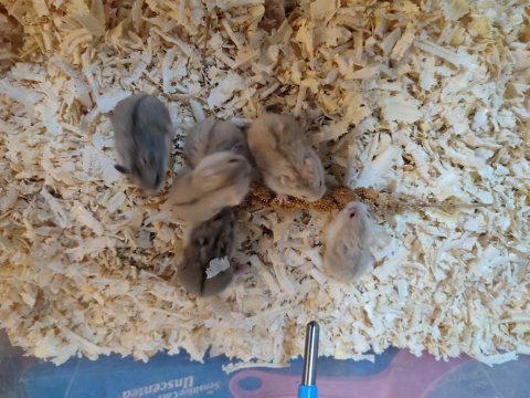 Gonzales hamster bebekler