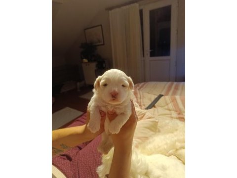 Maltese yavrularımız