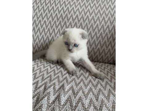 2 aylık mama ve wc eğitimli blue point scottish fold
