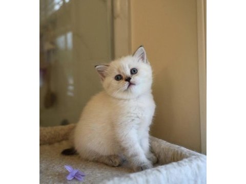 A kalite british shorthair yavrularım 
