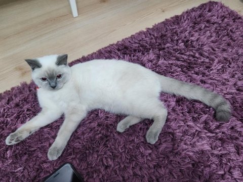 6-7 aylık british shorthair