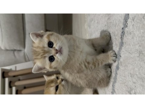 British shorthair ny12 golden