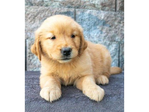 2 aylık oynak golden retriever yavrularım