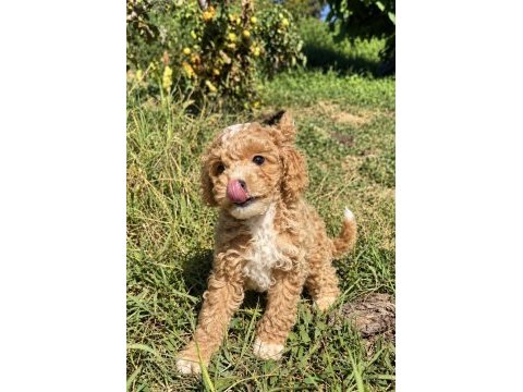 Mini boy erkek maltipoo
