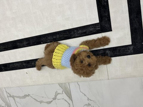 11 aylık aşıları tam uslu 3.5 kg dişi toy poodle