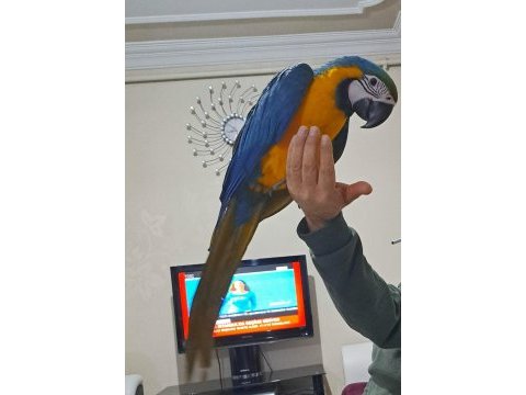 6 7 aylık macaw
