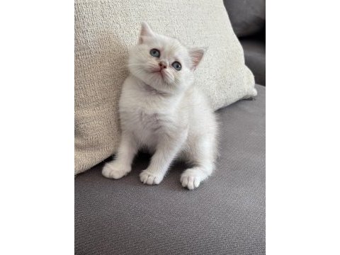 8 haftalık british shorthair dişi yavrumuz yuva arıyor