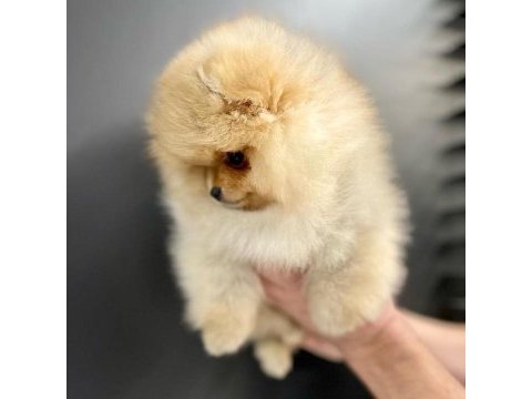 Teddy bear pomeranian yavruları