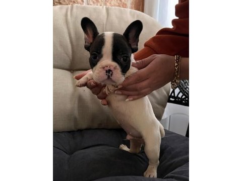 Safkan french bulldog bebişler yeni ailelerini bekliyor