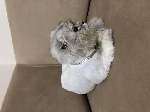 Çiftleşmek için dişi eş arıyor scottish fold