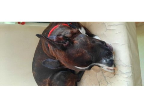 Köpeğime yuva arıyorum acil lütfen acil