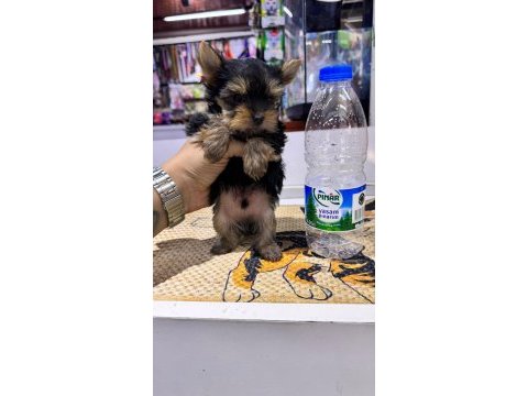 Tea cup yorkshire (kütahya exuma pet center)