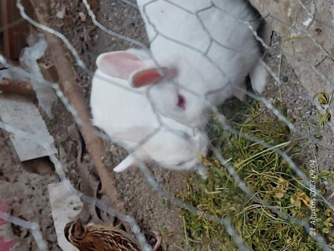 2 adet temiz beyaz cuce tavşan