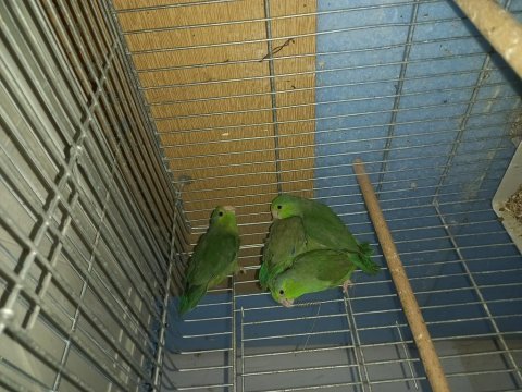 3 adet yeşil forpus papağanı