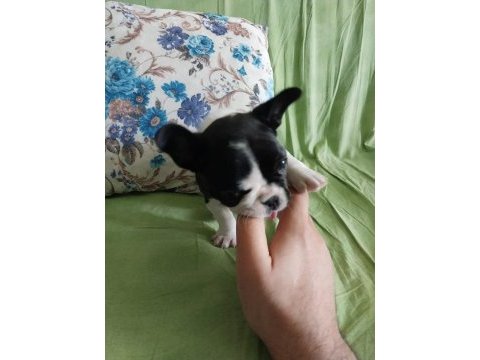 İngiliz yeni sahibini bekliyor