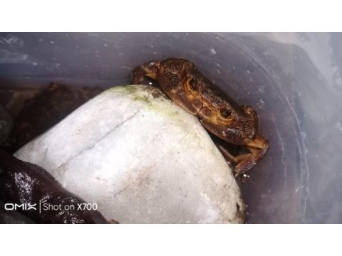 Potamon ıbericum