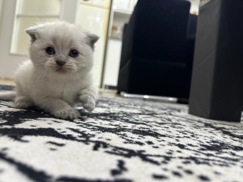 Efsane güzellikte scottish shorthair scr bluepoint