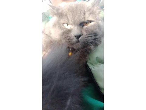 İhtiyaçtan veriyorum british longhair
