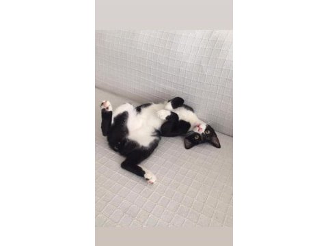 Simokin prens çeri