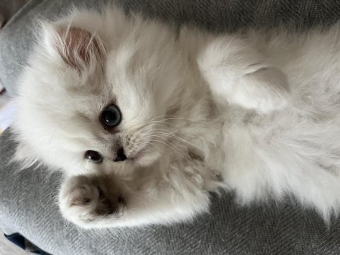 Safkan mavi gözlü erkek yavru british longhair