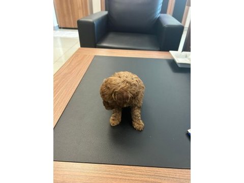 Toy poodle red brown