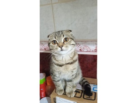 9 aylık dişi ücretsiz scottish fold sahiplendirme