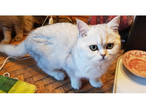 Kedimiz sindirella (cindy) acil sahibini bekliyor