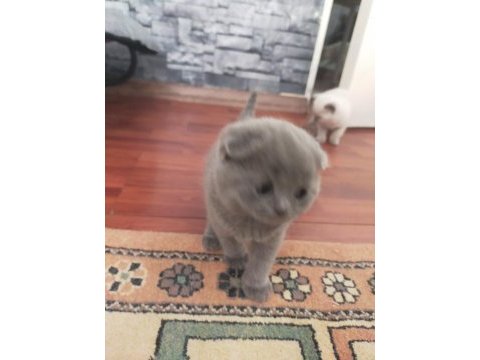 Scottish fold blue point