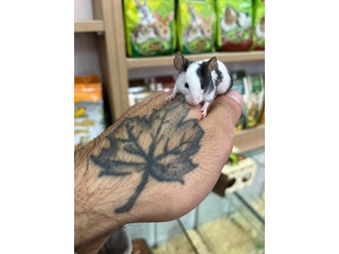 Panda mice bebekler