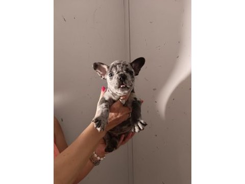 French bulldog yavrularımız
