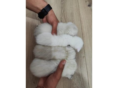 25 günlük 3 adet scottish fold ve anneleri