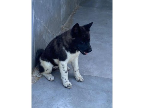 Akita cinsi yavrularımız